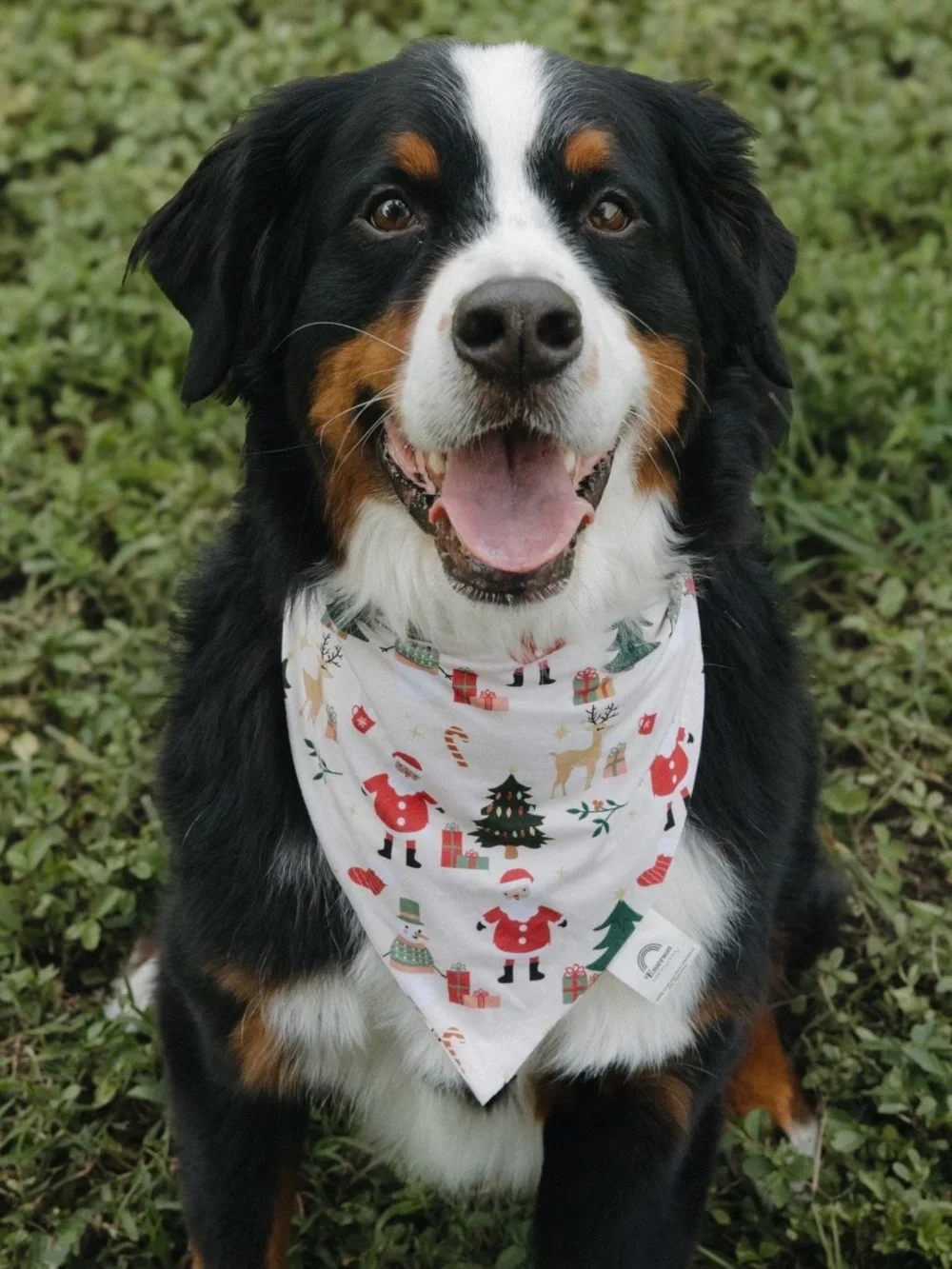 Emerson And Friends soft festive